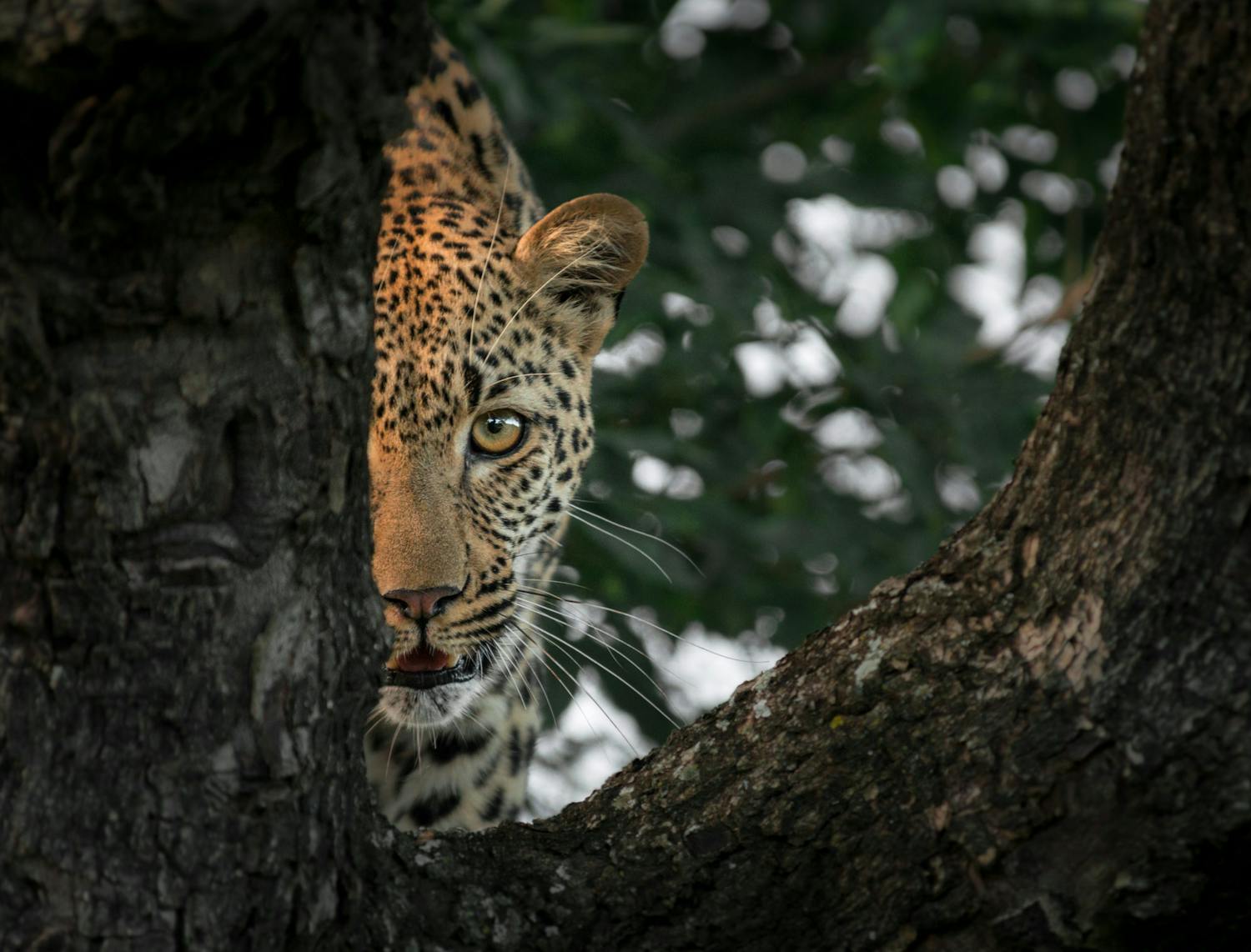 vinder Leopard i skov